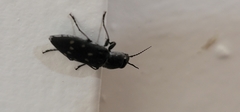 Melanophila consputa