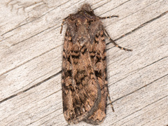 Euxoa terrenus