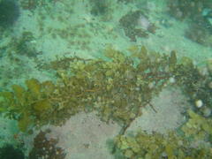 Sargassum incisifolium