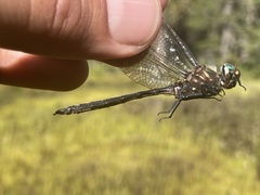Somatochlora brevicincta