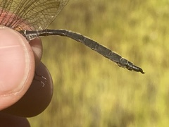 Somatochlora brevicincta