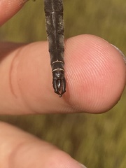 Somatochlora brevicincta