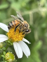 Apis mellifera image
