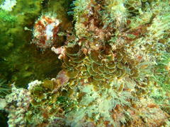 Exallosorus harveyanus