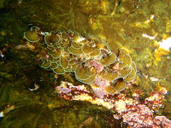 Exallosorus harveyanus