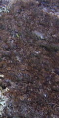 Protoparmelia