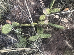 Opuntia cymochila