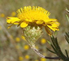 Leysera gnaphalodes