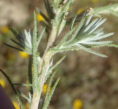 Leysera gnaphalodes