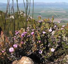 Lampranthus profundus