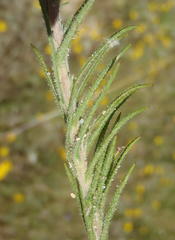 Leysera gnaphalodes