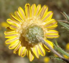 Leysera gnaphalodes