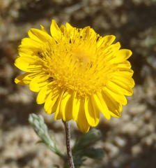 Leysera gnaphalodes