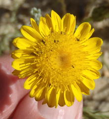 Leysera gnaphalodes