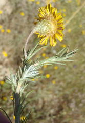 Leysera gnaphalodes
