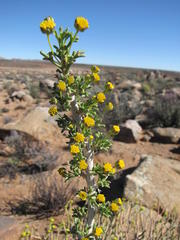 Euryops subcarnosus vulgaris