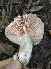 Russula eccentrica