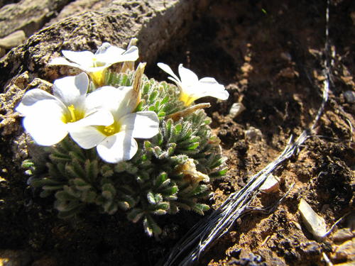 Bristly Sorrel (Oxalis senecta)