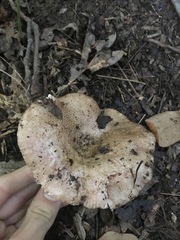 Russula eccentrica