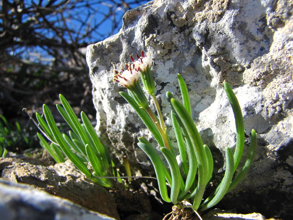 Curio cicatricosus