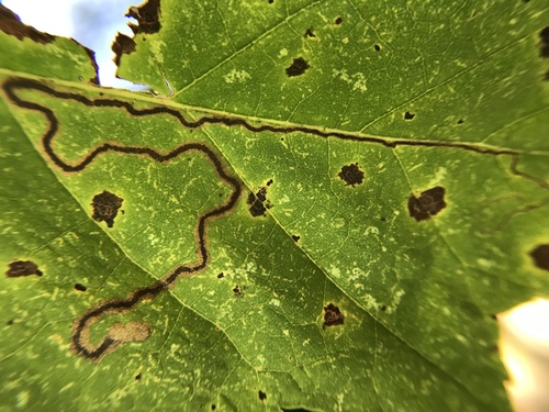 Glaucolepis saccharella photo 2