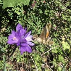 Proserpinus clarkiae