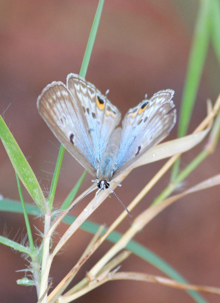 Silvery Blue