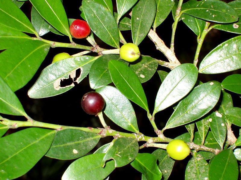African cocatree