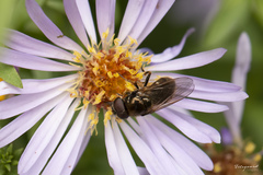 Cheilosia bergenstammi