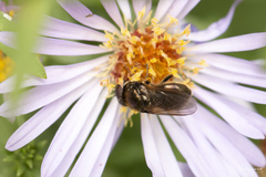 Cheilosia bergenstammi