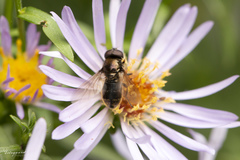 Cheilosia bergenstammi