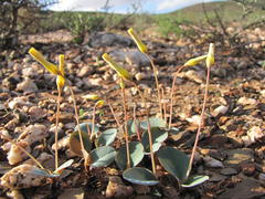 Oxalis salteri