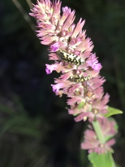 Acmaeodera decipiens