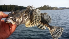 Myoxocephalus polyacanthocephalus