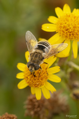 Eristalis abusiva