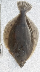 Lepidopsetta bilineata