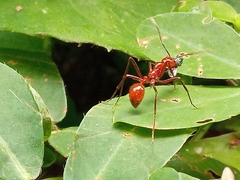 Megalomyrmex leoninus