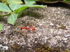 Megalomyrmex leoninus