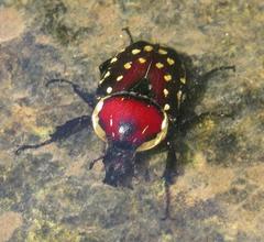 Hypselogenia geotrupina geotrupina