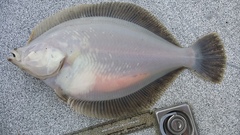 Lepidopsetta bilineata