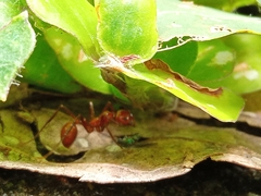 Megalomyrmex leoninus