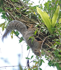 Heliosciurus undulatus