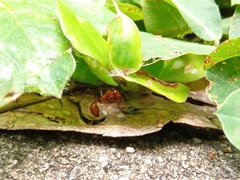 Megalomyrmex leoninus