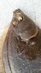 Lepidopsetta bilineata