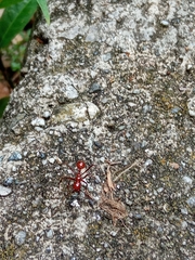 Megalomyrmex leoninus