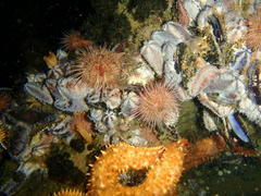 Pentacta doliolum