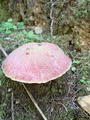 Suillus ochraceoroseus