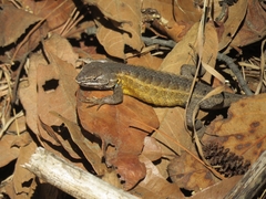 Sceloporus subniger
