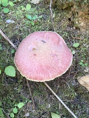 Suillus ochraceoroseus