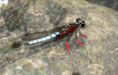 Platycypha caligata caligata